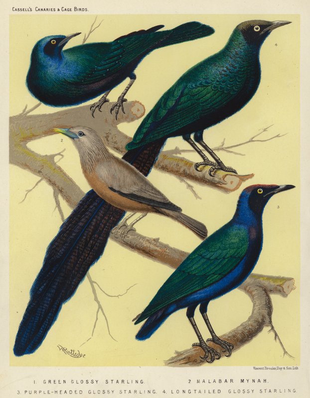 Groene glansspreeuw, Malabar-mynah, paarskopglansspreeuw, langstaartglansspreeuw door European School