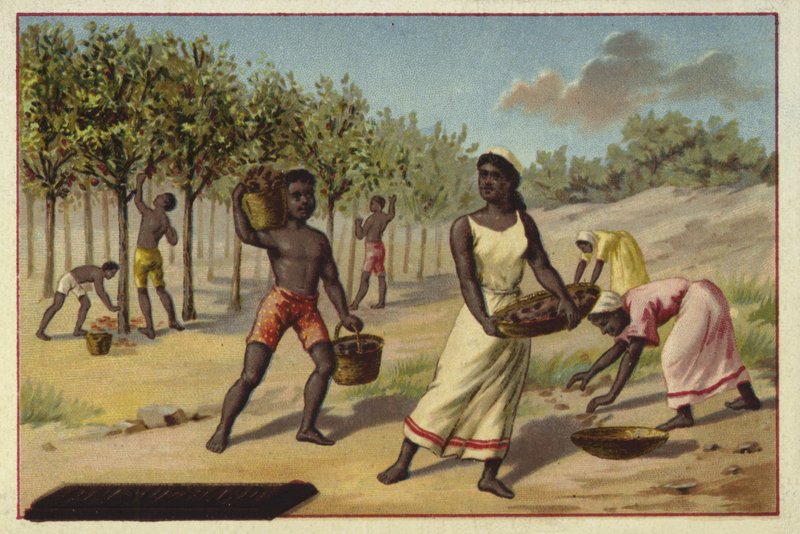 Cacao oogsten, Afrika door European School