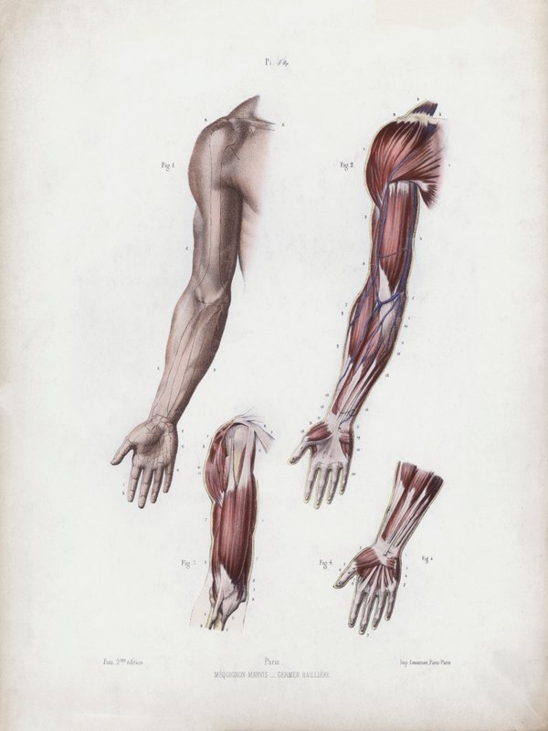 Illustratie voor De Anatomie van de Externe Vormen van de Mens: Mannelijke arm en handen door European School