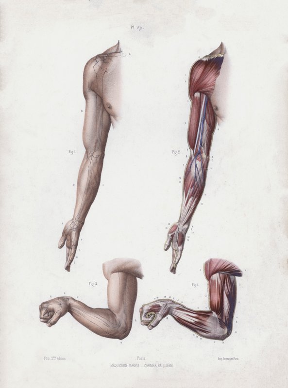 Illustratie voor De Anatomie van de Externe Vormen van de Mens: Mannelijke arm en handen door European School