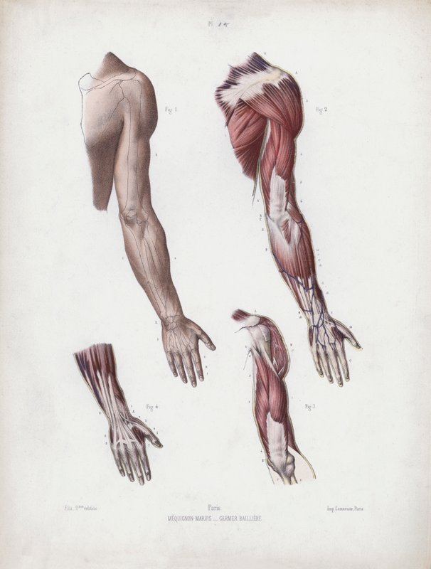 Illustratie voor De anatomie van de externe vormen van de mens: Mannelijke arm en handen door European School