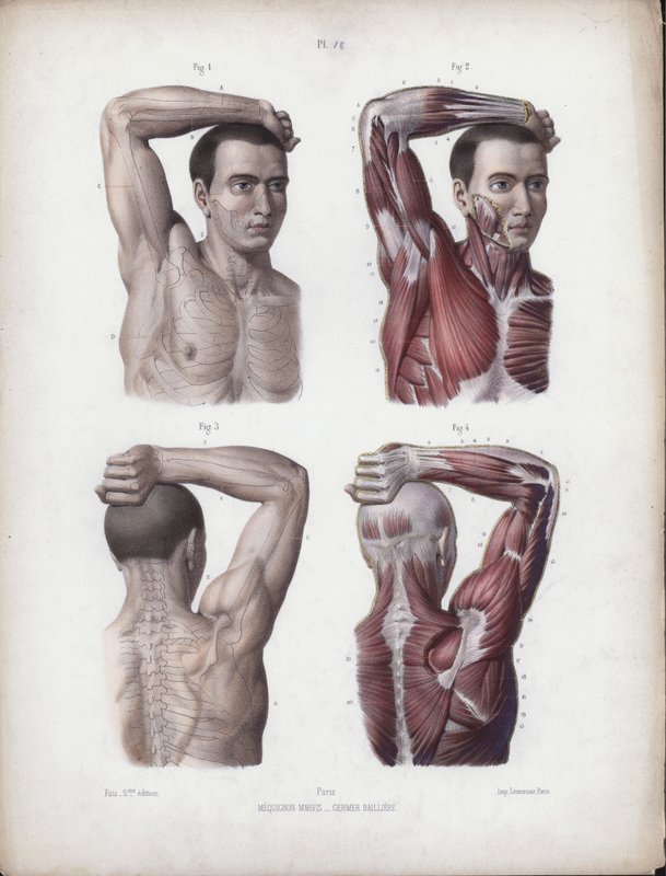 Illustratie voor De anatomie van de externe vormen van de mens: Mannelijke arm, hoofd en torso door European School