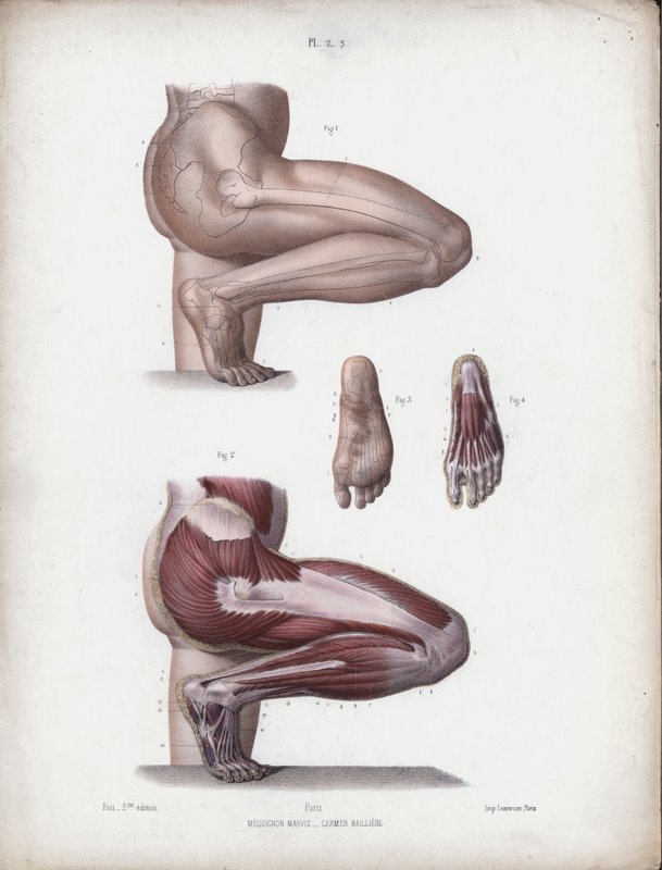 Illustratie voor De Anatomie van de Externe Vormen van de Mens: Mannelijk been en voet door European School