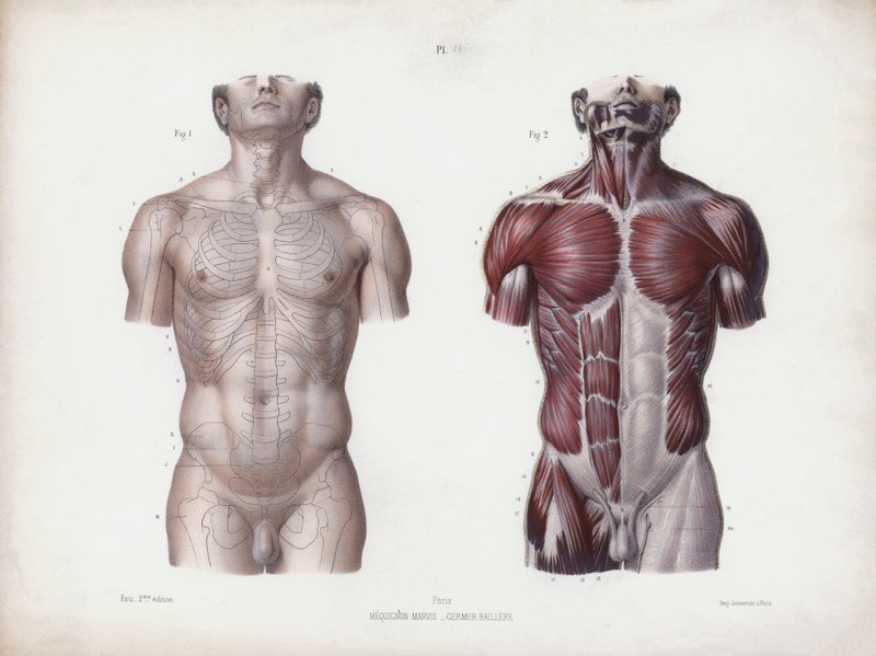 Illustratie voor De Anatomie van de Externe Vormen van de Mens: Mannelijke torso, vooraanzicht door European School