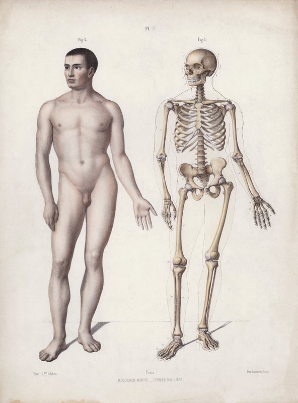 Illustratie voor De Anatomie van de Externe Vormen van de Mens: Man staand door European School