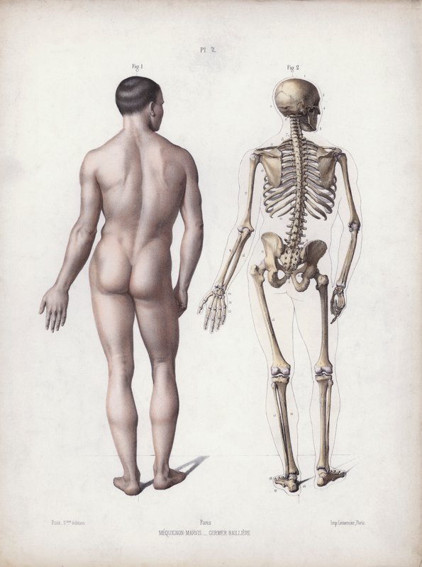 Illustratie voor De Anatomie van de Externe Vormen van de Mens: Man staand, achteraanzicht door European School