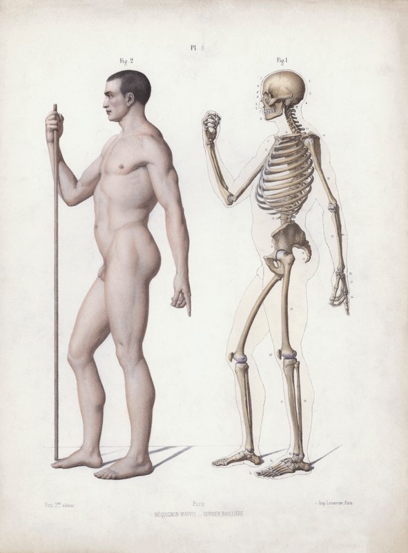 Illustratie voor De Anatomie van de Externe Vormen van de Mens: Man staand, zijaanzicht door European School