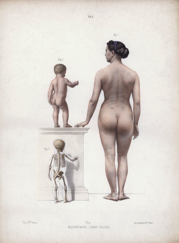 Illustratie voor De Anatomie van de Externe Vormen van de Mens: Vrouw en kind staand, achteraanzicht door European School