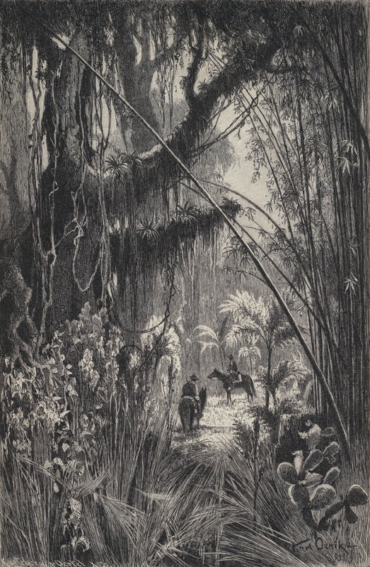 Jungle in de Cordillera van Salta, noordwest Argentinië door European School