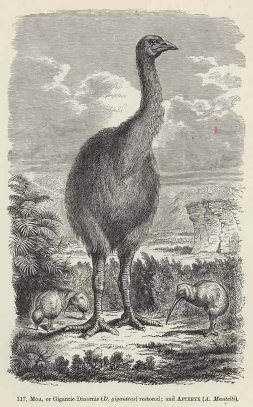 Moa, of gigantische Dinornis (D giganteus) hersteld; en Apteryx, A Mantelli door European School