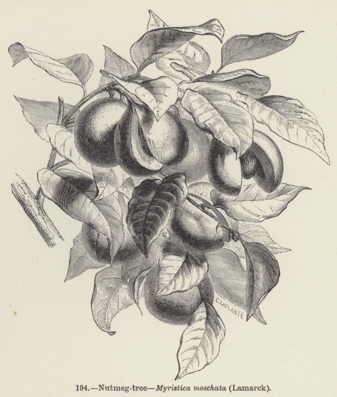 Nootmuskaatboom, Myristica moschata, Lamarck door European School