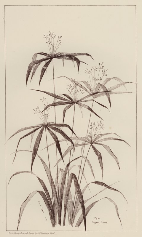 Palm Cyperus Luscus door European School