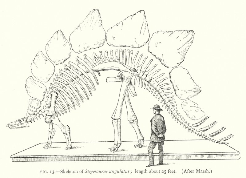 Skelet van Stegosaurus ungulatus door European School