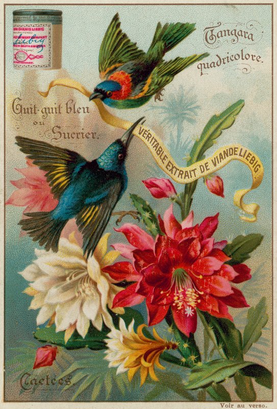 Tangara Quadricolore, Blauwe Guit-Guit en Suikervogel door European School