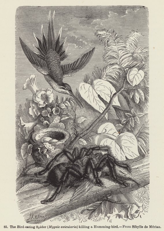 De vogel-etende spin (Mygale avicularia) die een kolibrie doodt (gravure) door European School