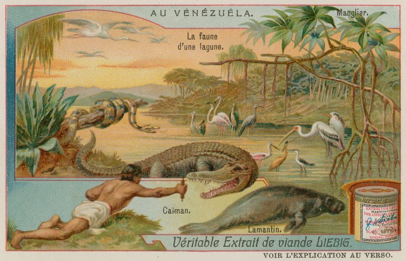 De wezens van de lagune met een alligator en een lamantijn en een mangroveboom door European School