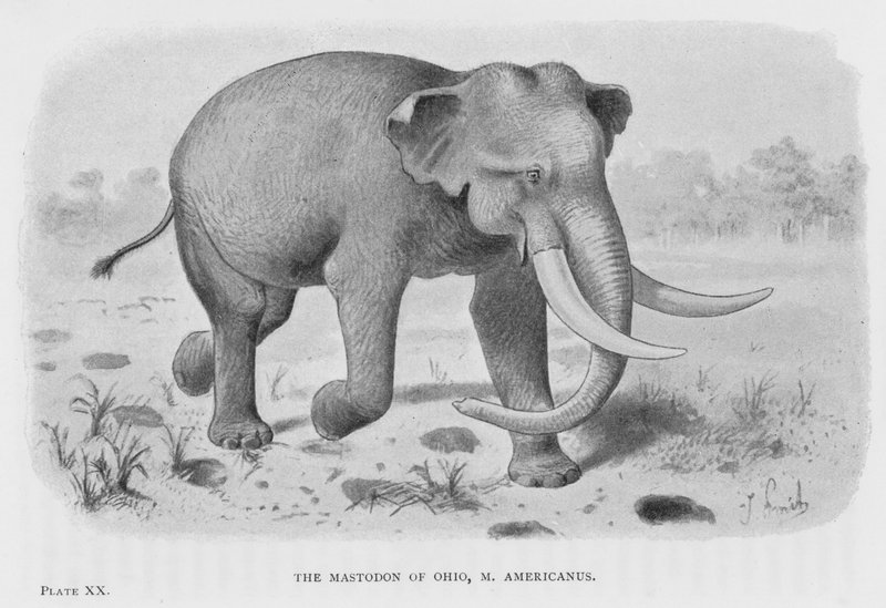 De mastodont van Ohio, M. Americanus door European School