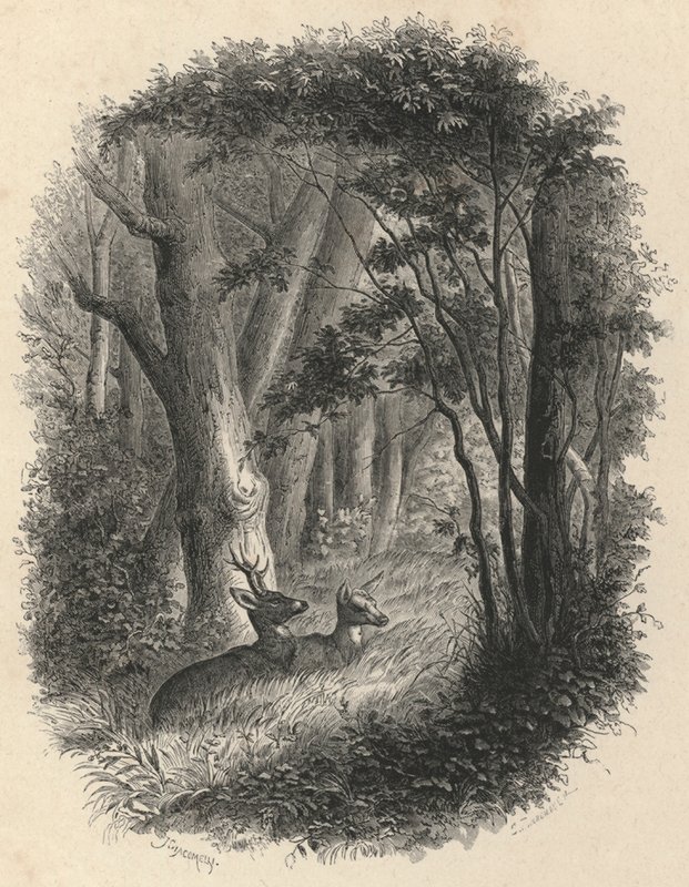 Een hoek van het bos van Fontainebleau (gravure) door European School