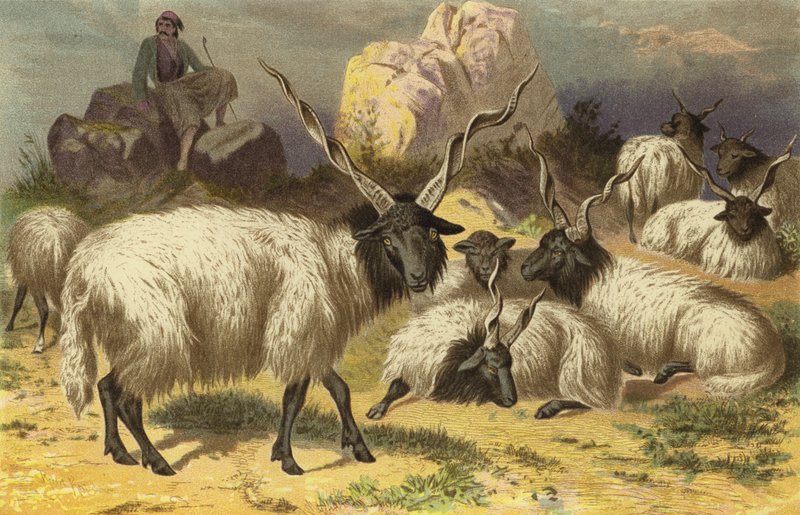 Racka-schaap door European School