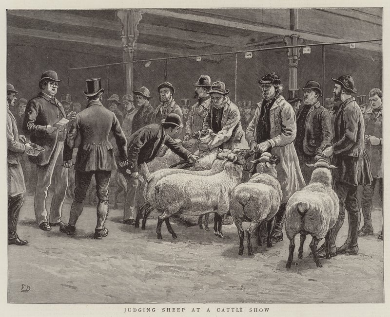 Schapen keuren op een veeshow door Frank Dadd