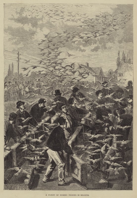 Een vlucht postduiven in België door Frederic Theodore Lix