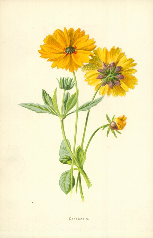 Coreopsis door Frederick Edward Hulme