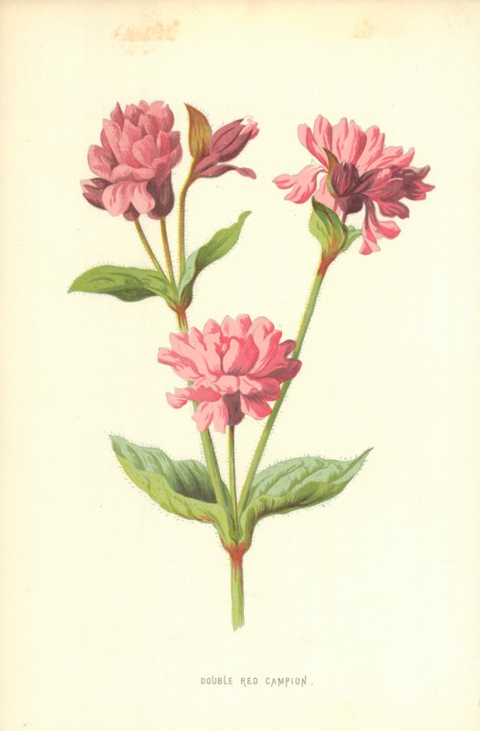 Dubbele Rode Koekoeksbloem door Frederick Edward Hulme