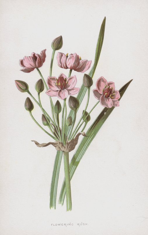 Pijlkruid door Frederick Edward Hulme