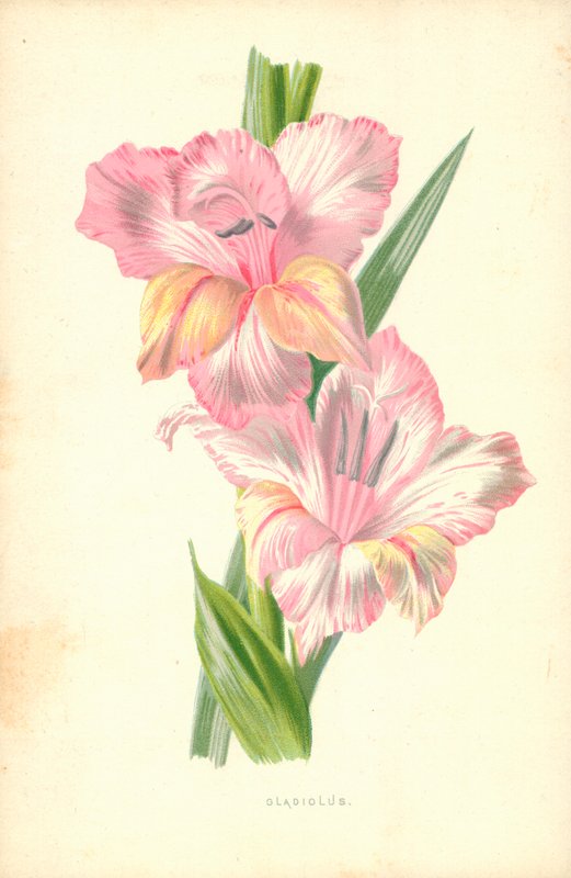 Gladiolen door Frederick Edward Hulme