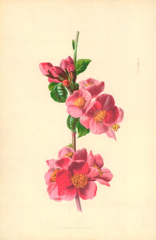 Japanse kweepeer door Frederick Edward Hulme