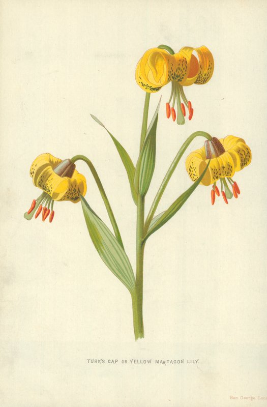 Turkse lelie of gele martagonlelie door Frederick Edward Hulme