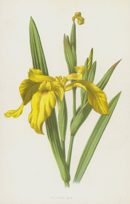 Gele Lis door Frederick Edward Hulme