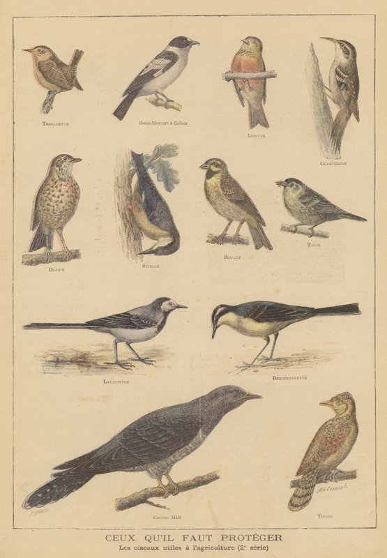 Vogels die nuttig zijn voor de landbouw door French School