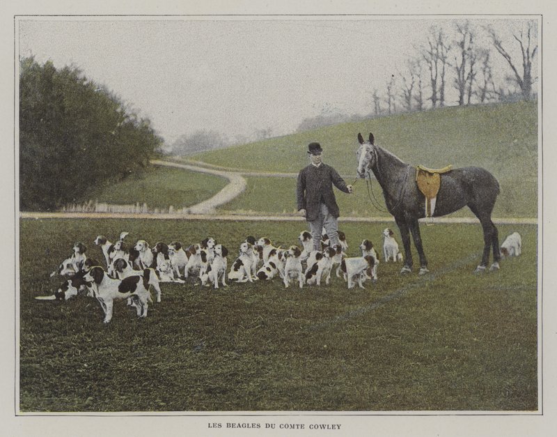 De beagles van Graaf Cowley door French Photographer