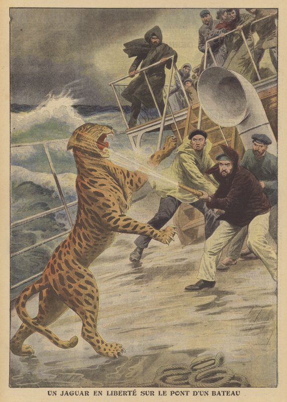 Een ontsnapte jaguar los op een schip door French School