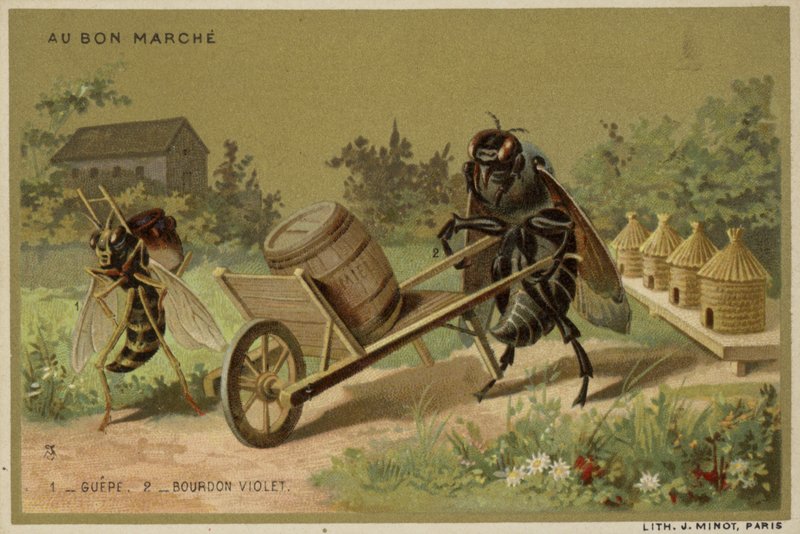 Au Bon Marche kaarten met antropomorfe insecten door French School