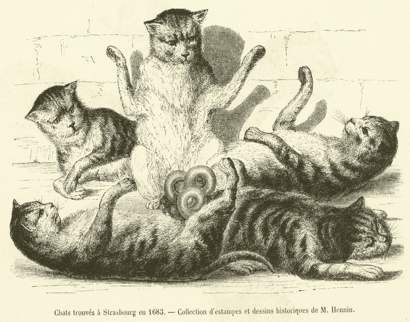 Katten gevonden in Straatsburg in 1683 door French School