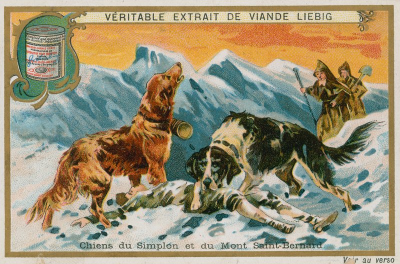 Honden van de Simplon en Mont St Bernard door French School