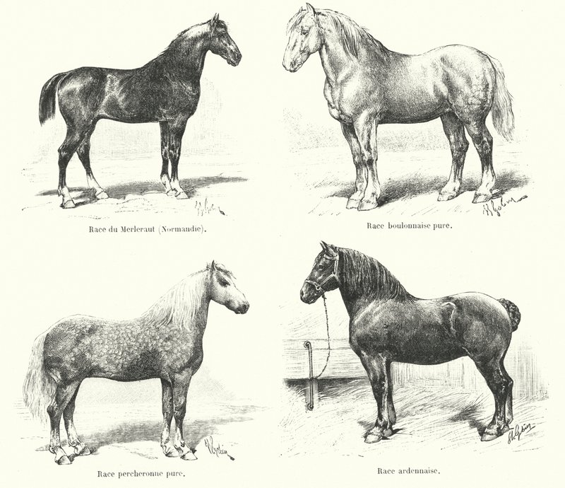 Vier Franse paardenrassen: Merlerault, Boulonnaise, Percheronne, Ardennaise door French School