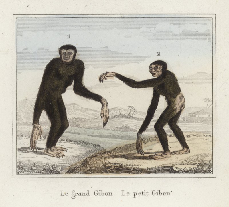 Gibbons door French School