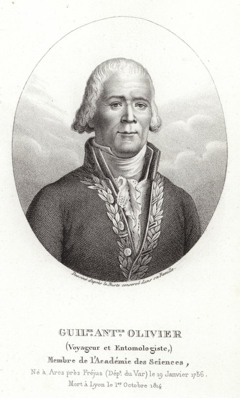 Guillaume Antoine Olivier door French School