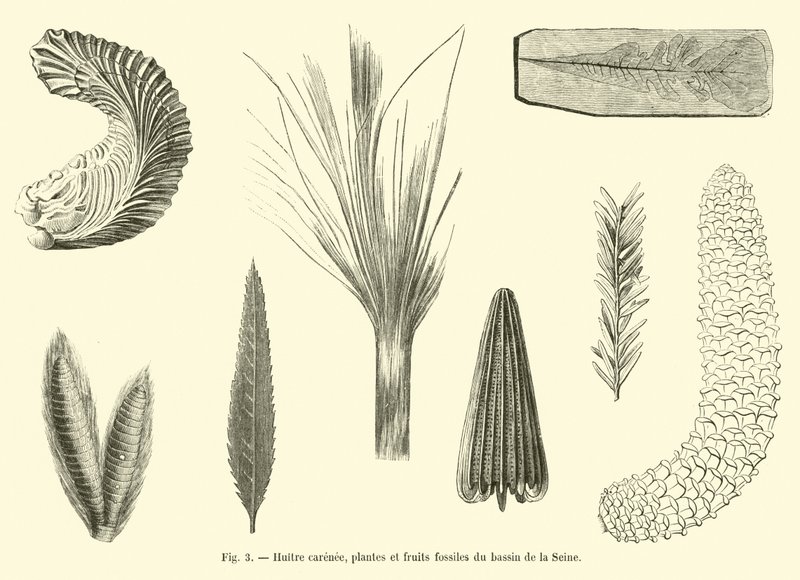 Geribbelde oester, planten en fossiele vruchten uit het bekken van de Seine door French School