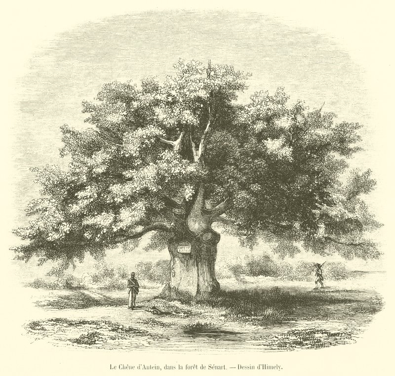 De eik van Antein, in het bos van Senart (gravure) door French School