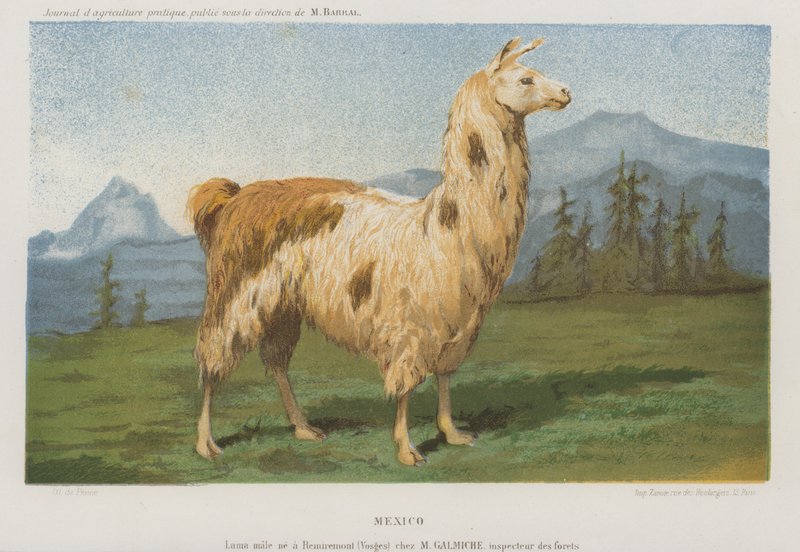 Mannelijke lama geboren in Remiremont (Vosges), Frankrijk door French School