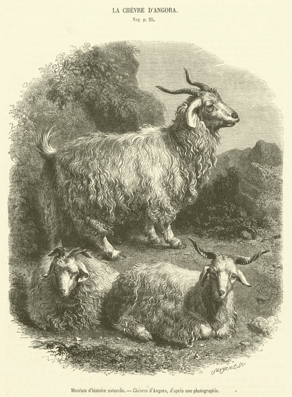 Natuurhistorisch museum, Angora geiten (gravure) door French School