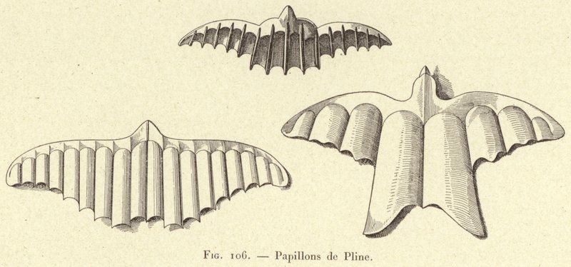 Papillons de Pline door French School
