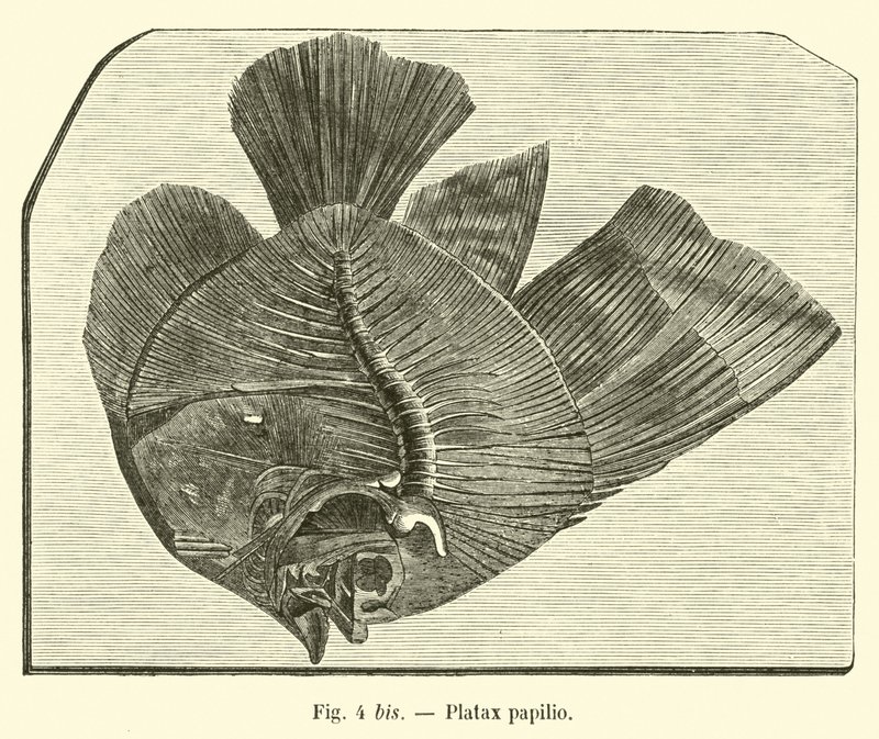Platax papilio door French School