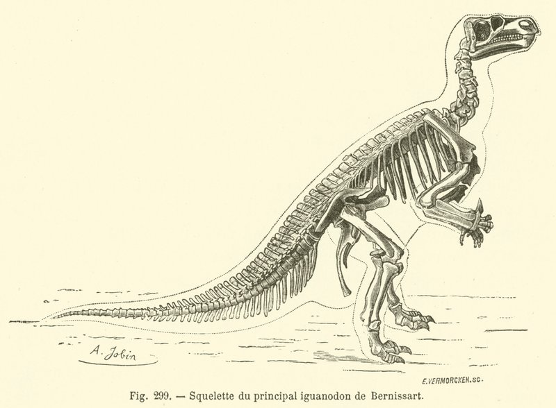 Skelet van de belangrijkste iguanodon van Bernissart door French School