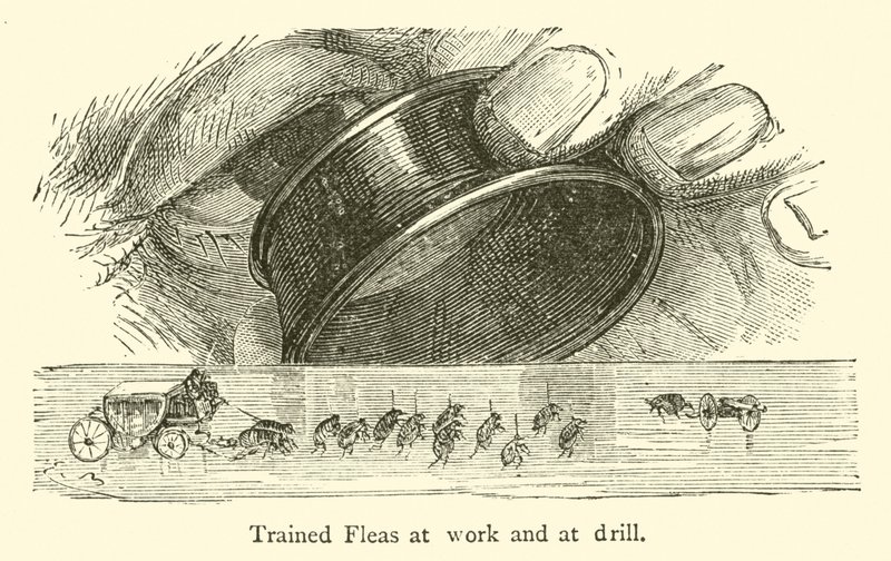 Getrainde vlooien aan het werk en in de drill door French School