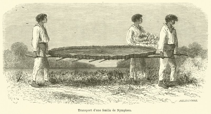Transport van een blad van de Nymphaea door French School